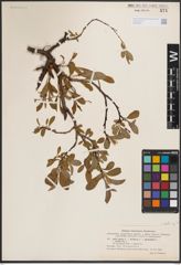 Foto von Salix L.